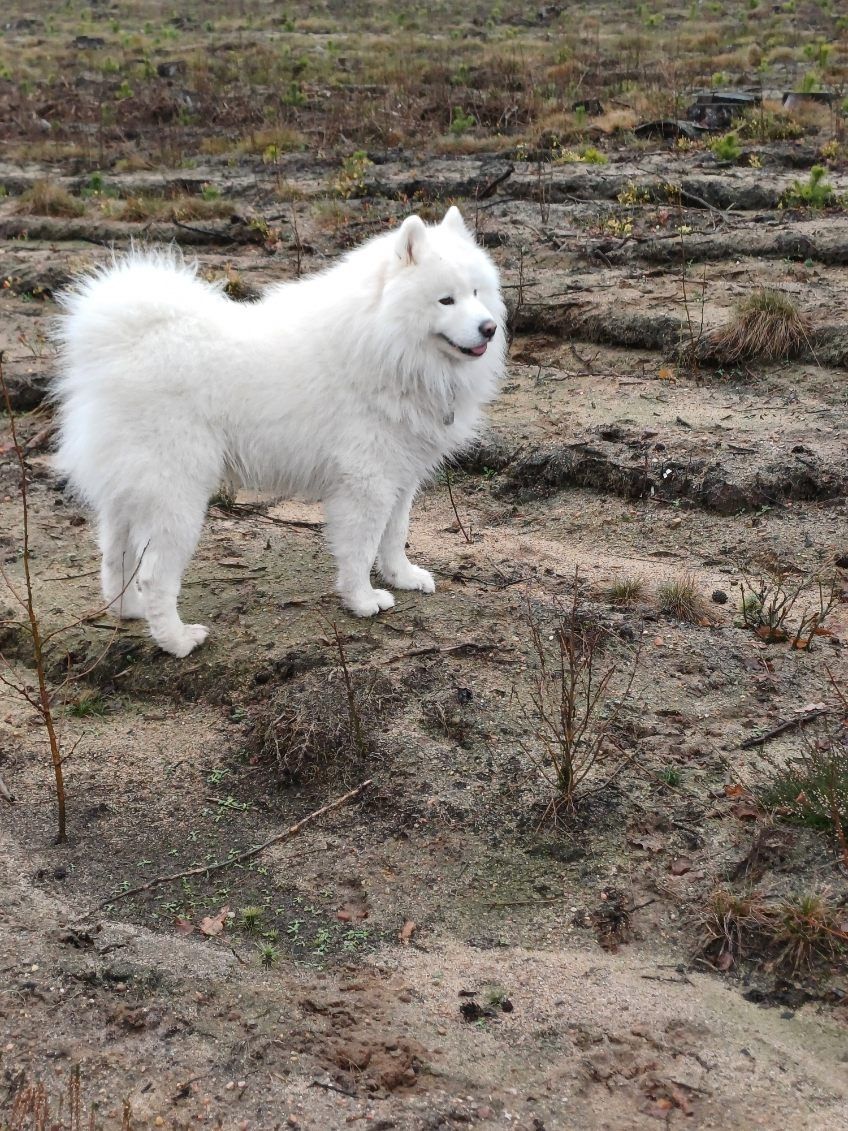 Samoyed typ misia suczka