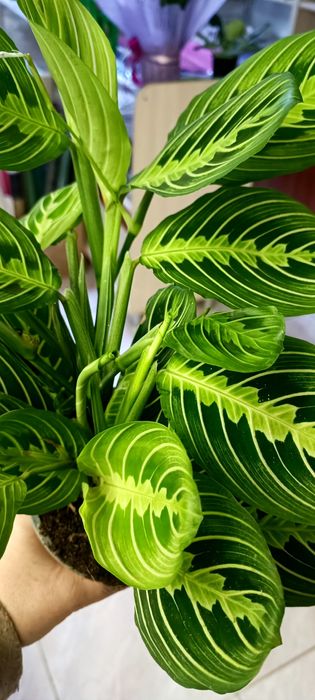 Маранта лемон .Велика рослина