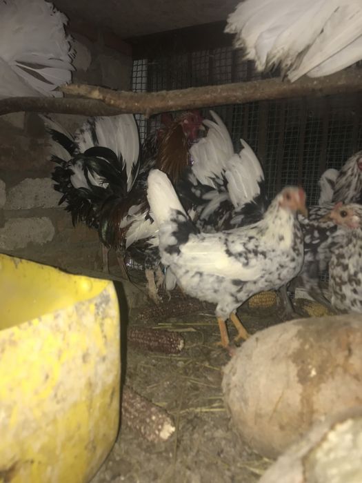 Дикоративні кури та півні