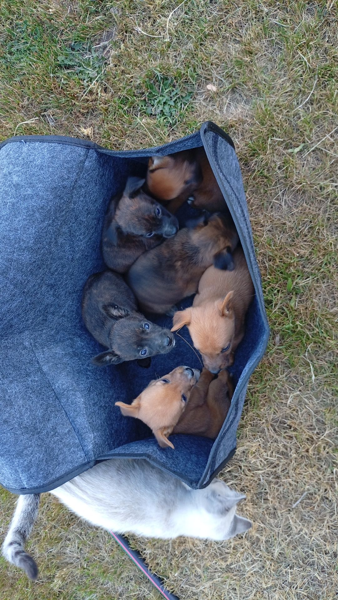 Ninhada resgatada para adoção - cães para adoção