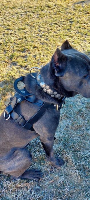 Ошийник шкіряний ручна робота