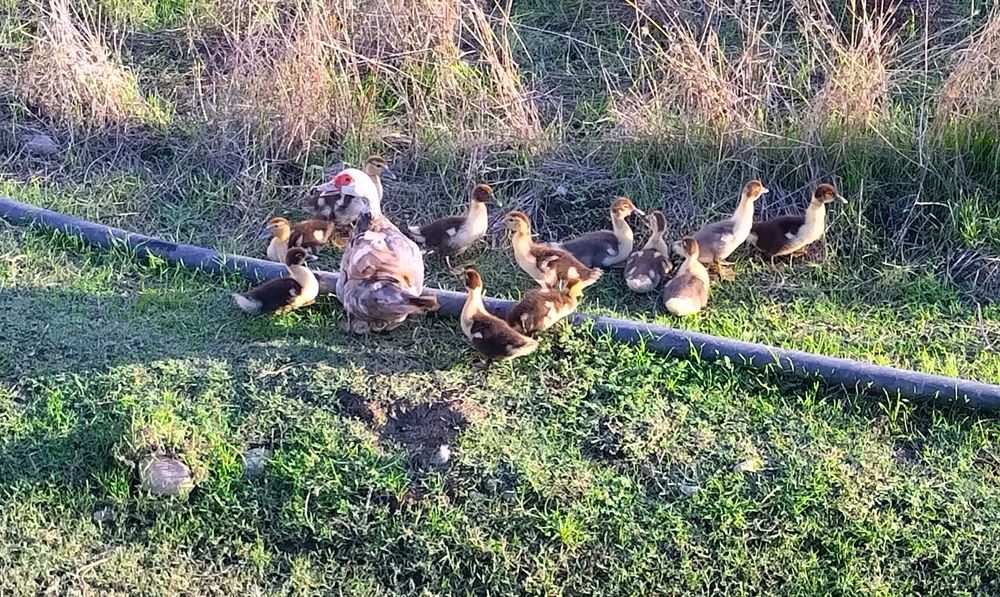 Patos mudos para venda