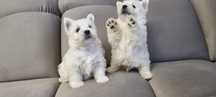 West Highland White Terrier- szczeniaki