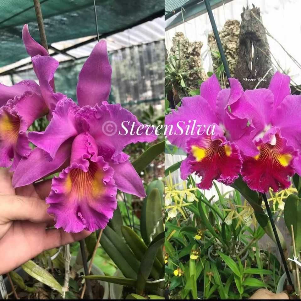 Orquídea Cattleya Blc. Tchaikovsky “Mazeppa” x Blc. Lucky Strike