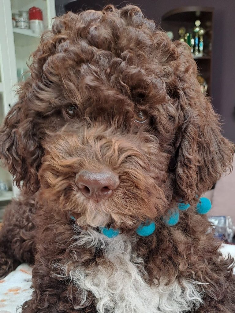 Szczeniaki lagotto romagnolo