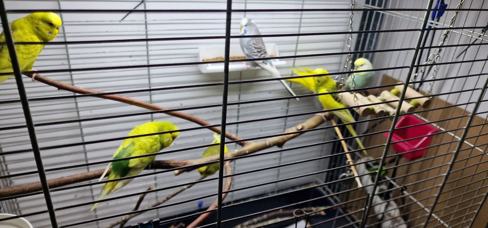 Sprzedam papugi faliste młode z tego roku