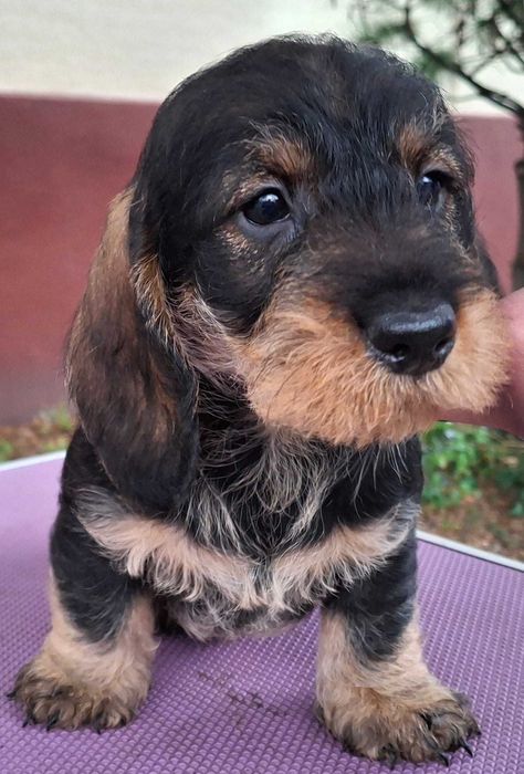 Jamnik Szorstkowłosy Standardowy/FCI