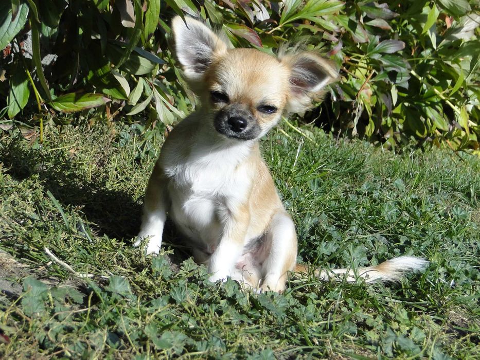 Słodki piesek długowłosy - Chihuahua - ZKwP/FCI
