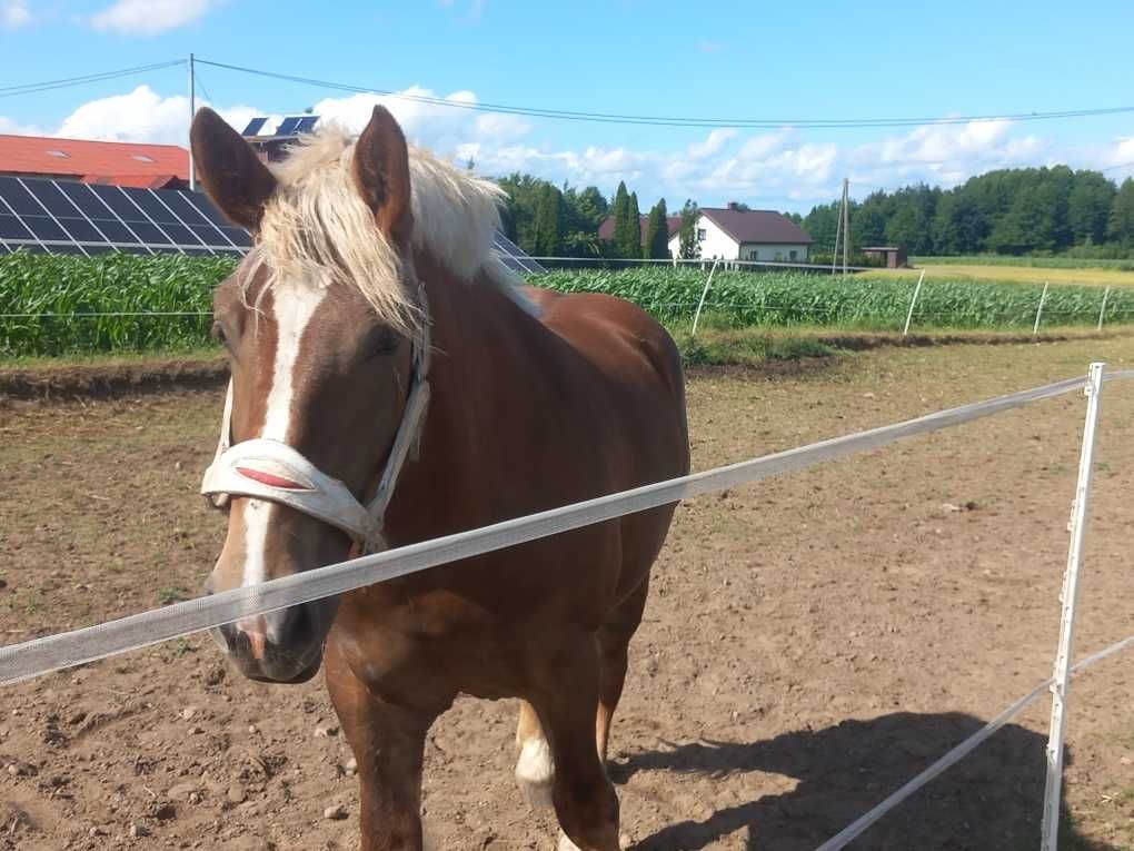 Klacz zimnokrwista sztum