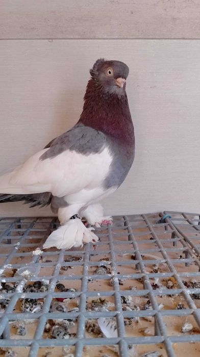 Sroczka Polska niebieska