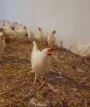 Leghorny 23tyg z jajkiem Super Nioski Leghorn Dostawa