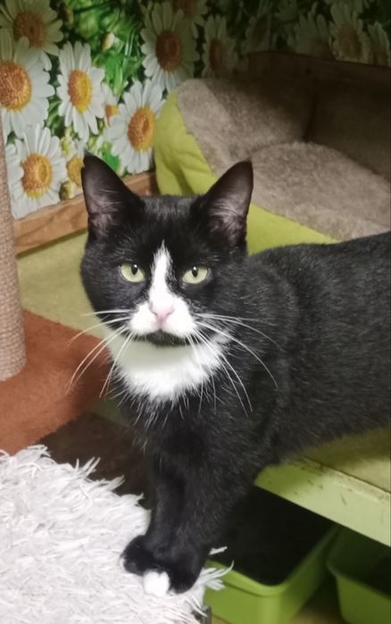 Кошеня 5 місяців дівчинка у добрі руки безкоштовно котенок кошка кот