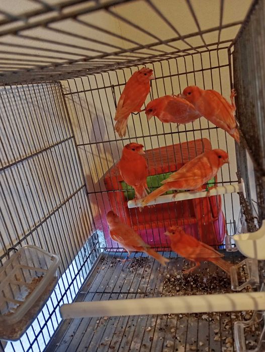 Vendo canários de Qualidade