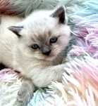 Gatinha Scottish straight shorthair lilac point
