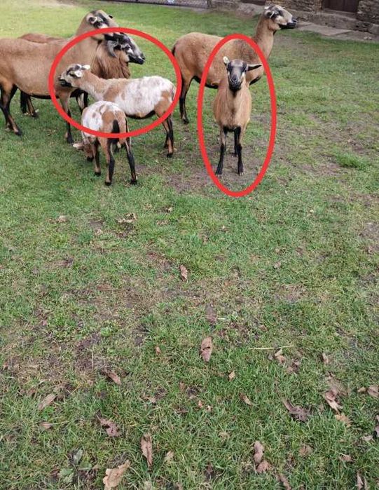 Owieczki kameruńskie /młode/