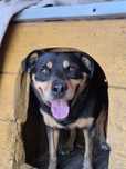 Mini rottweiler Snapi :)