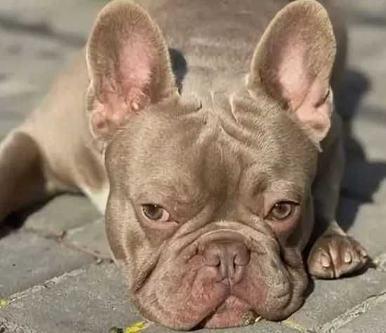 Мальчик в окрасе изабелла нью шейд солид