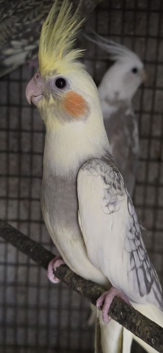 Vendo caturras deste ano