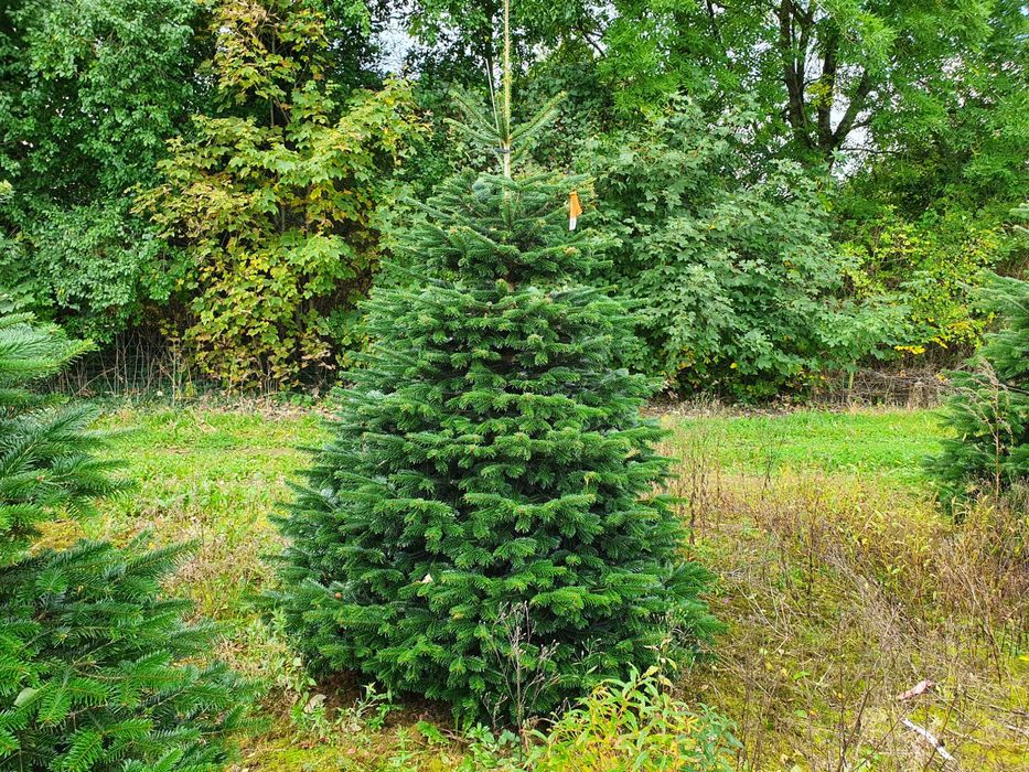 Jodła Kaukaska z plantacji cięta lub w donicy - tuchoinki.pl PLANTACJE