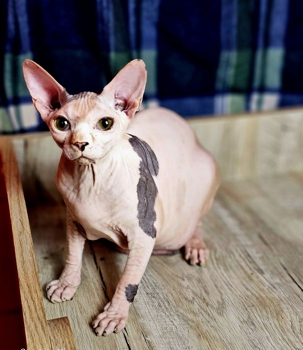 Гарні кошенята 2,5 місяць