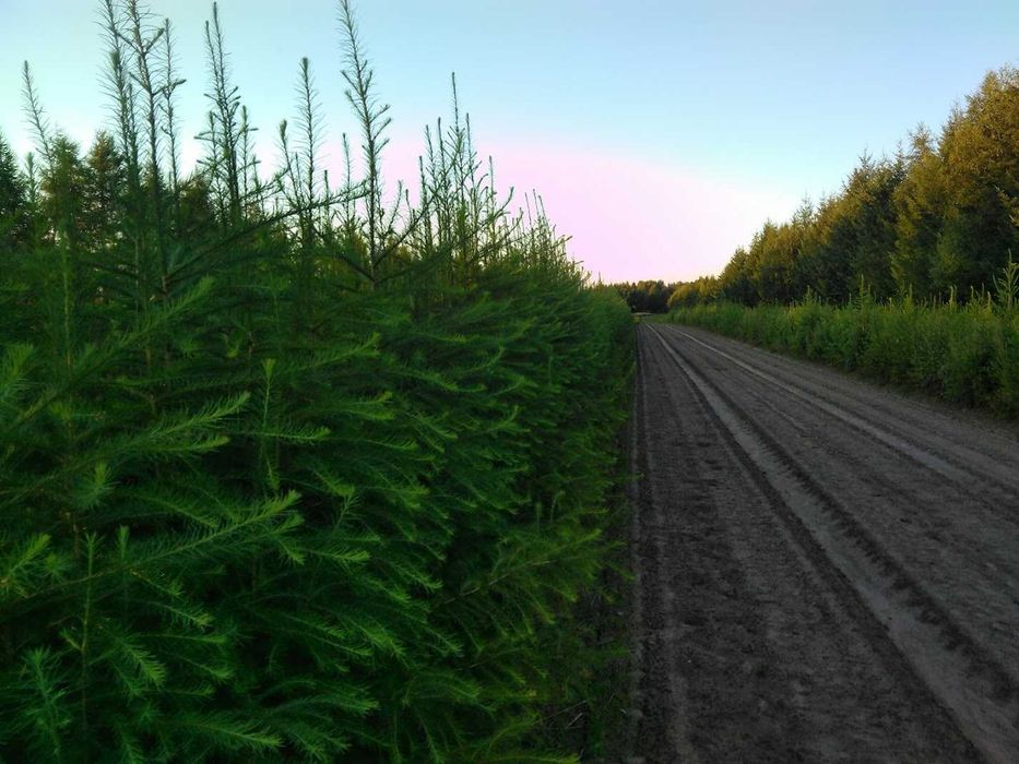 Sadzonki modrzew europejski 140 cm - 160 cm Szkółkowany