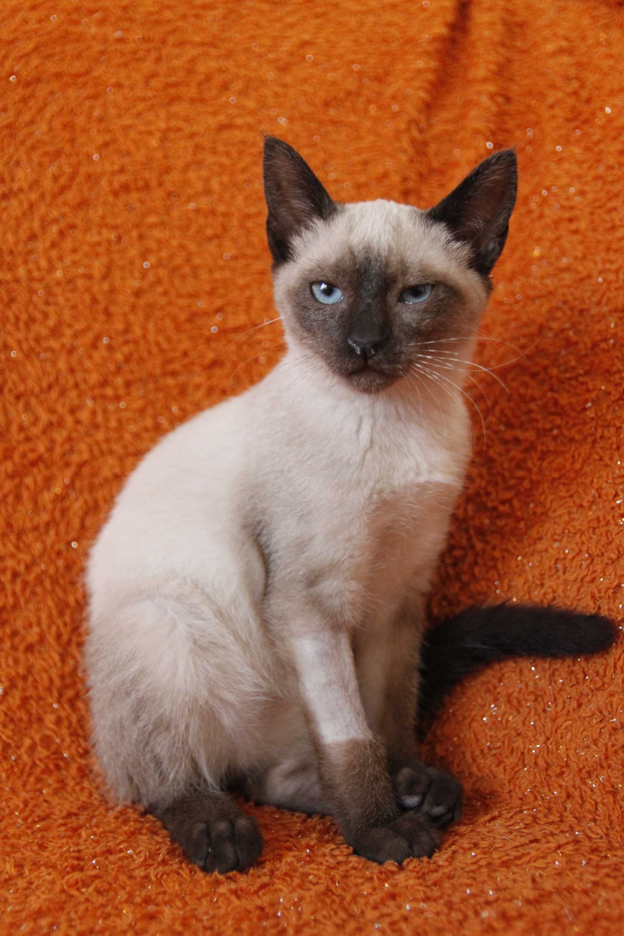 Gatinha siamesa 3 meses - adoção responsável BRAGA