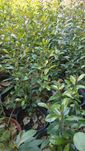 Plantas para sebes  eugenias  myrtifolia newport