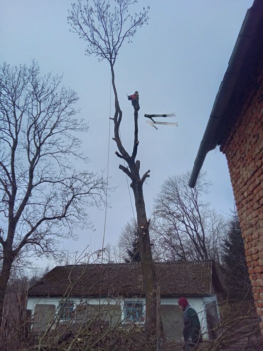 Видалення, порізка дерев