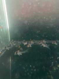 Продам Corydoras duplicareus трубочник Изя.