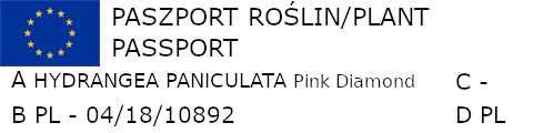 HORTENSJA PINK DIAMOND - sadzonki w doniczkach