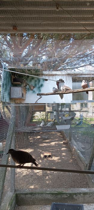 Várias rolas disponíveis