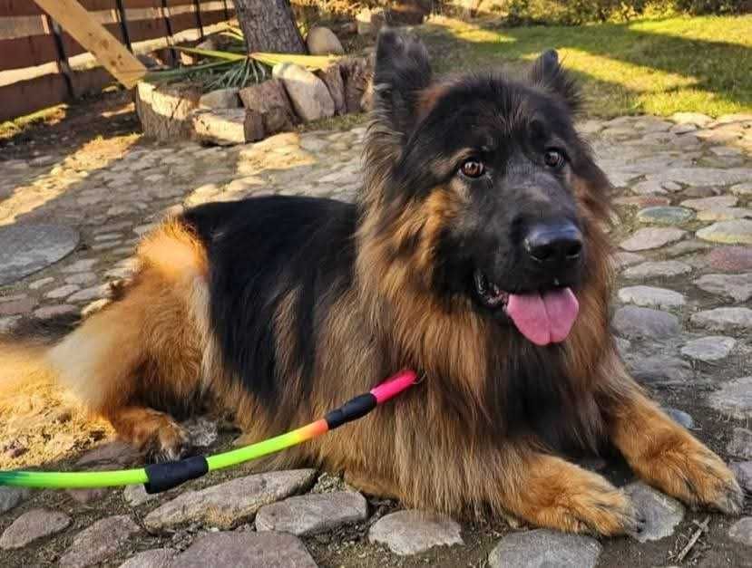 Piekny,mlody owczarek Rambo.