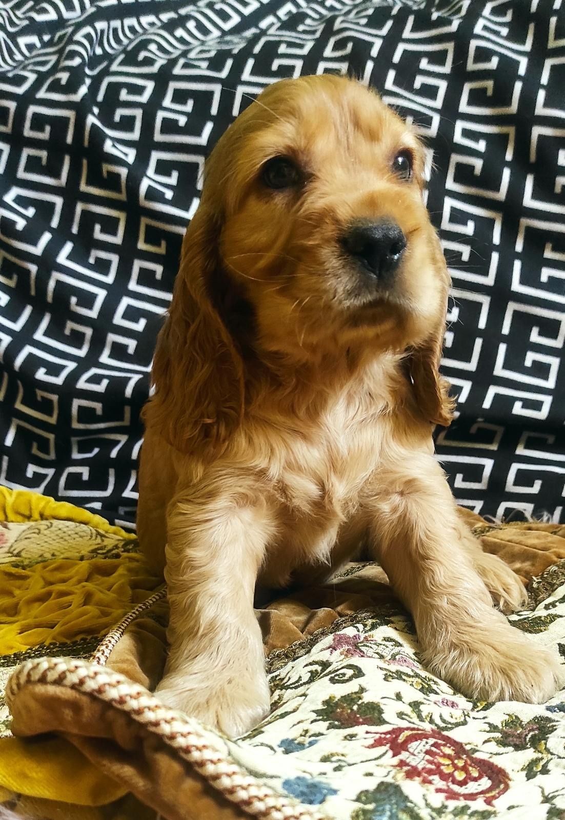 Piesek Cocker spaniel