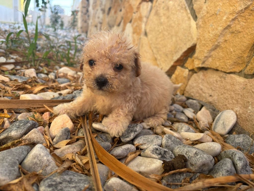 Cachorro Caniche Toy