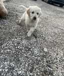 Sprzedam szczeniak golden retriever odrobaczony zaszczepiony