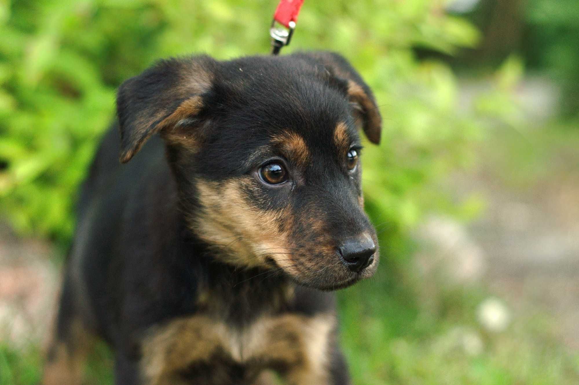 HALMIKA - słodziutka szczeniaczka czeka na bezpieczny domek