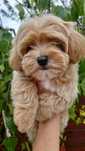 Maltipoo  F1  dziewczynka mini Paszport