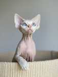 Kosmo Calvados*PL  kochany chłopczyk Devon Rex