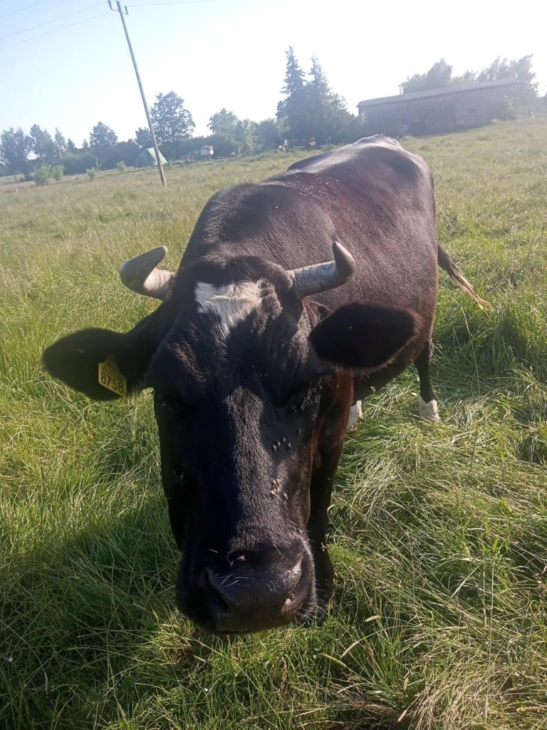 Krowa rzeźna mięsna