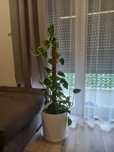 Sprzedam kwiatka Epipremnum pinnatum