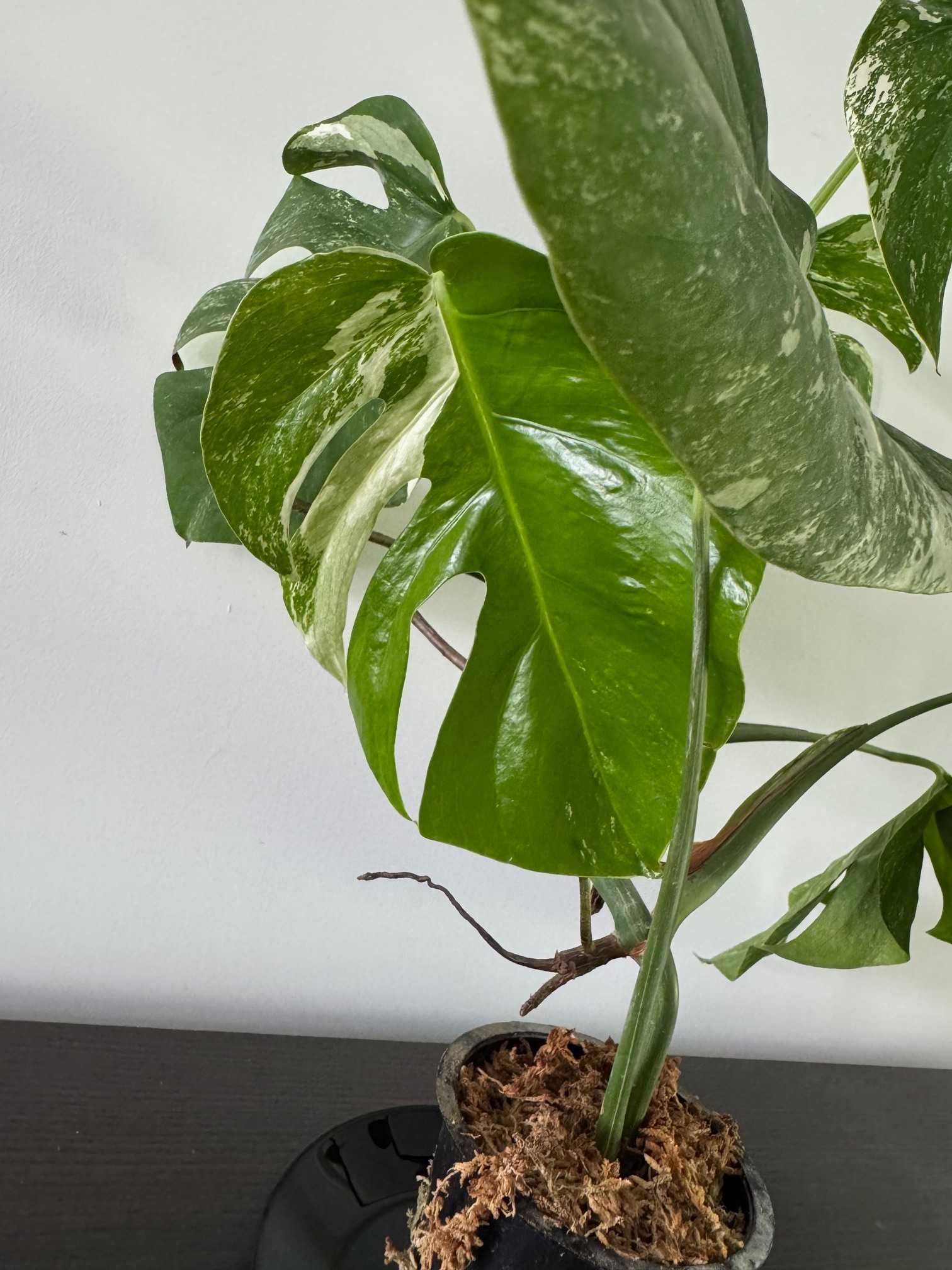 Monstera variegata duże rośliny