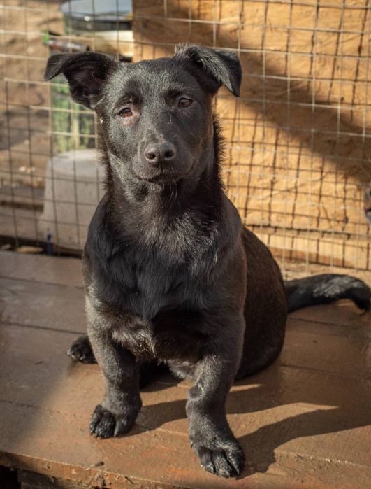 Отдам даром в добрые руки собачек метисы маленькой породы