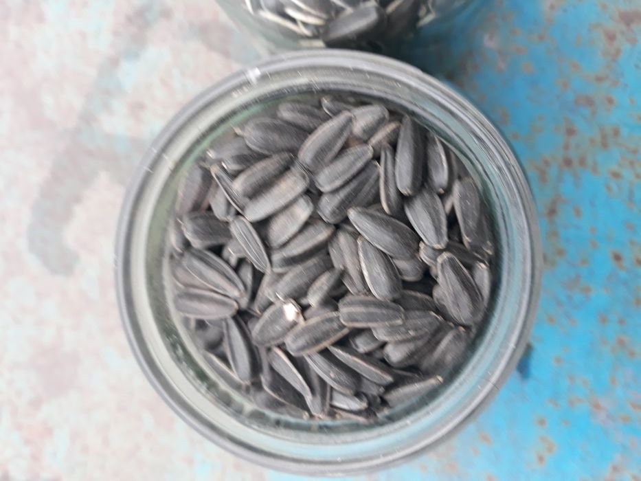 Соняшник насіння,семочки