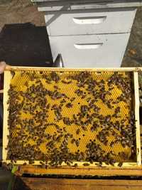 odkład pszczeli, pszczoły