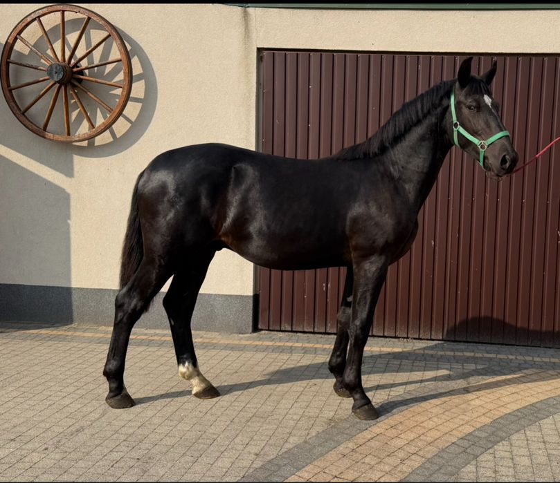 Kary ogierek rasy śl