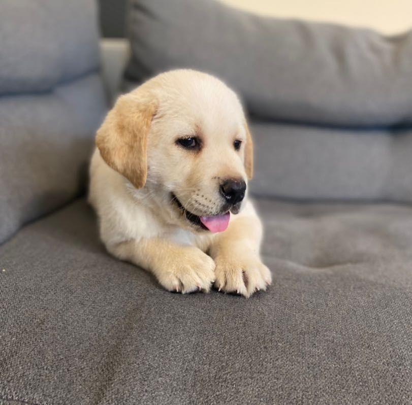 Labrador biszkoptowy