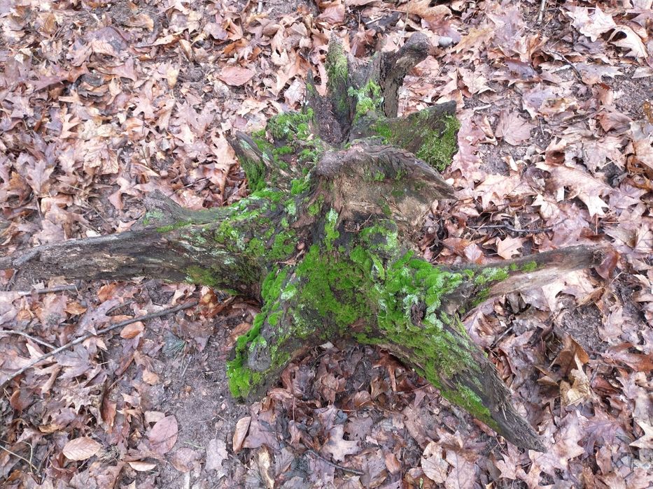 Korzeń dębowy naturalny