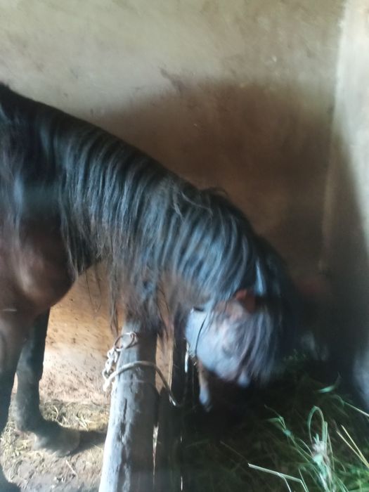 Коні        продам