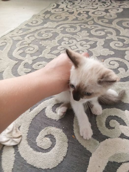 Três gatinhas lindas
