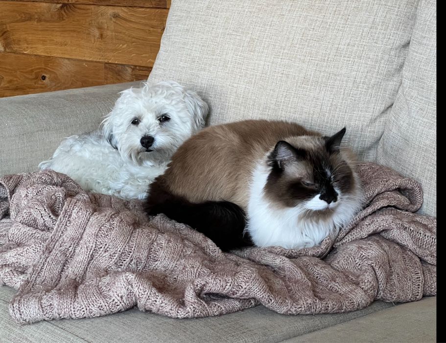 Ніжний кавалер породи болонка готовий до вʼязки!